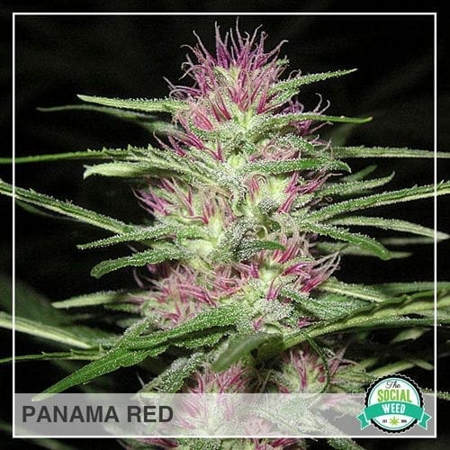 Trusted online shop to buy exciting marijuana Panama Red strain seeds feminized