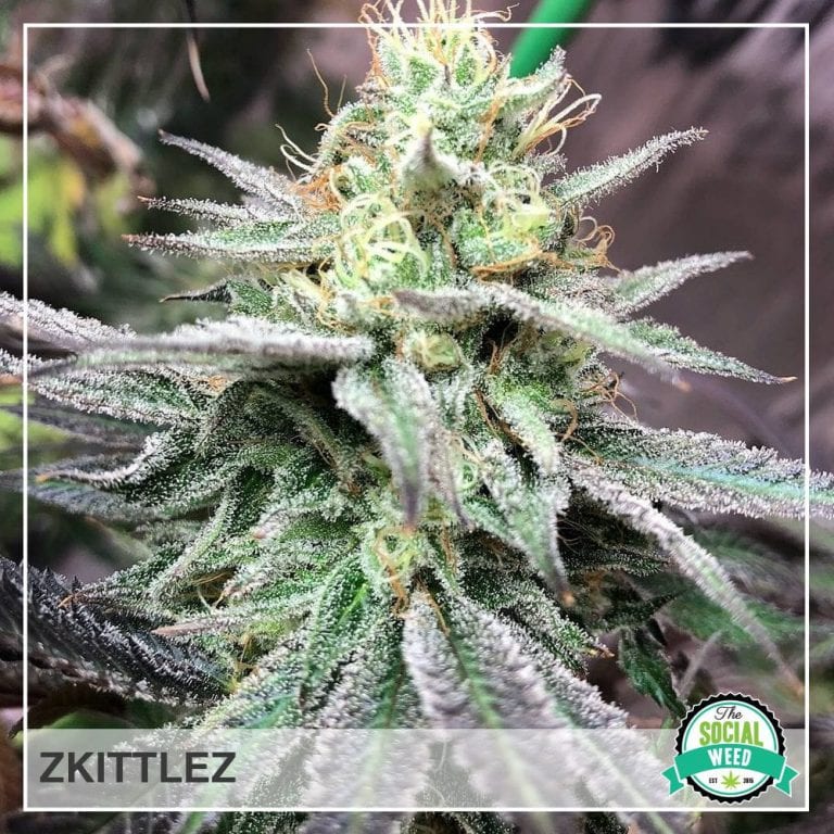 Zkittlez The Social Weed