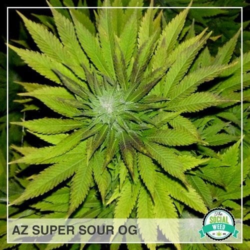 AZ Super Sour OG