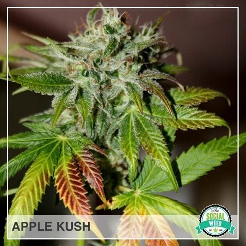 Apple Kush Hybrid The Social Weed