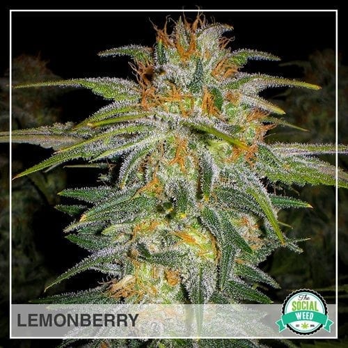 LemonBerry