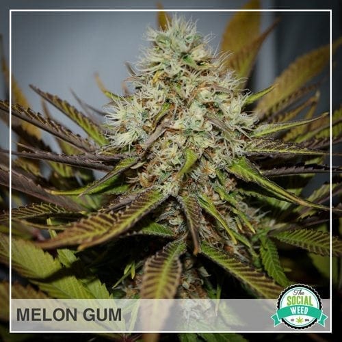 Melon Gum