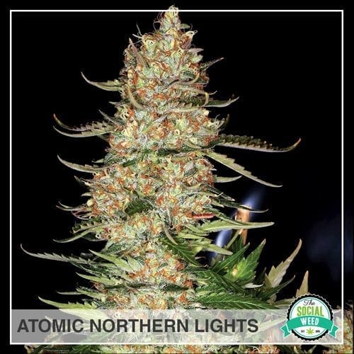 Atomic Northern Lights Hybrid The Social Weed