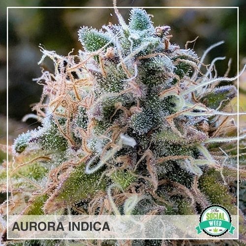 Aurora Indica