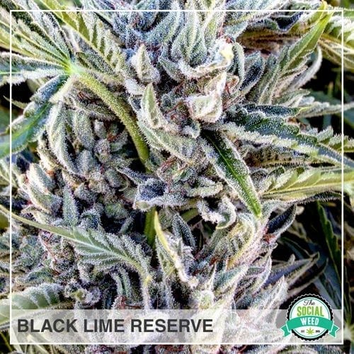 Black Lime The Social Weed