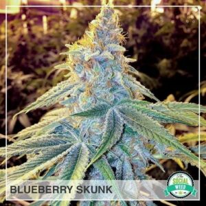 Blueberry Skunk - The Social Weed