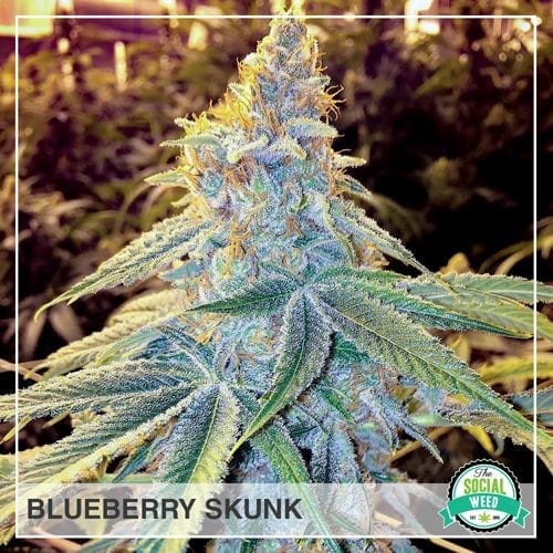 Blueberry Skunk - The Social Weed