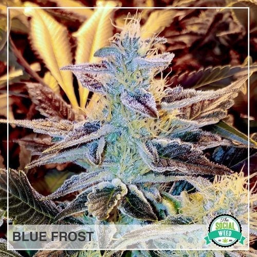 Blue Frost