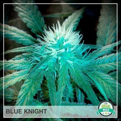 Blue Knight