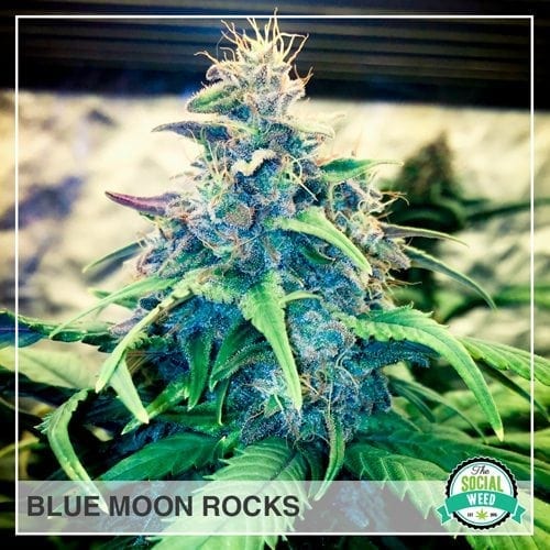 Blue Moon Rocks
