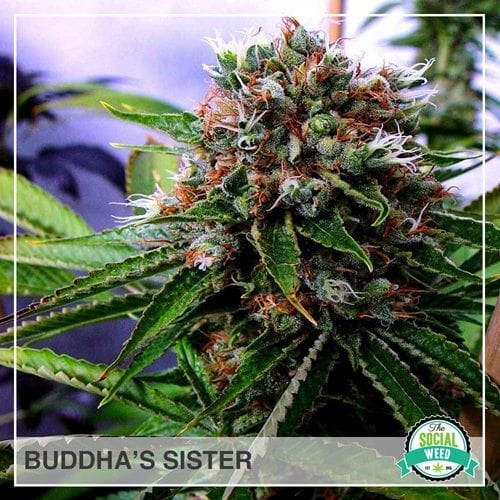 Buddha's sister
