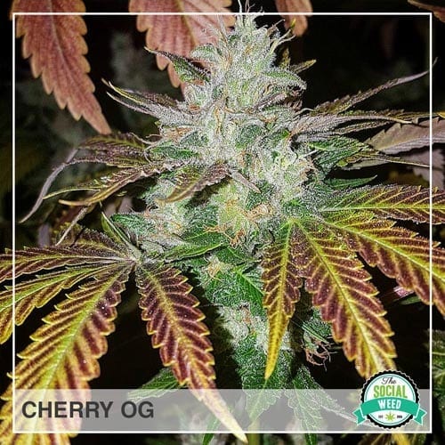 Cherry OG