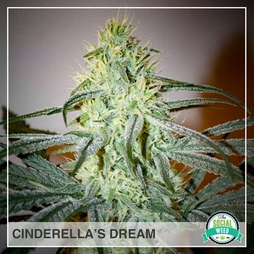 Cinderella's Dream