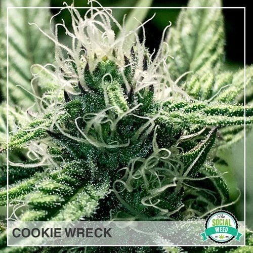 Cookie Wreck Hybrid The Social Weed