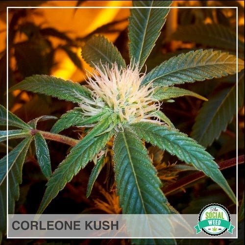 Corleone Kush