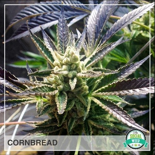 Cornbread Hybrid The Social Weed