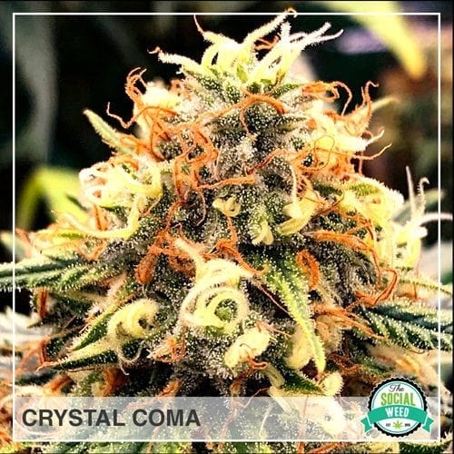 Crystal Coma