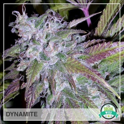 Dynamite