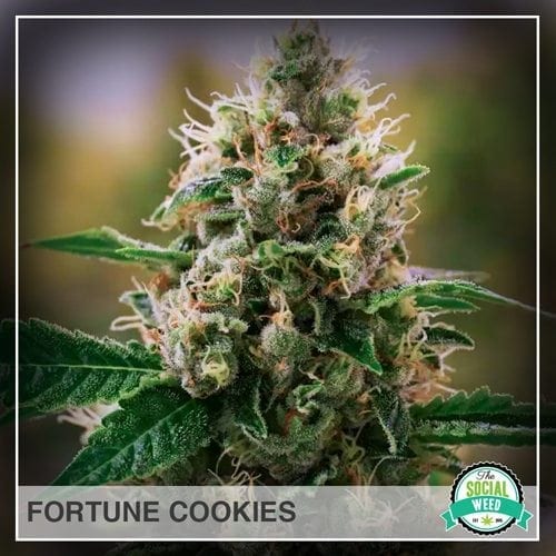 Fortune Cookies The Social Weed