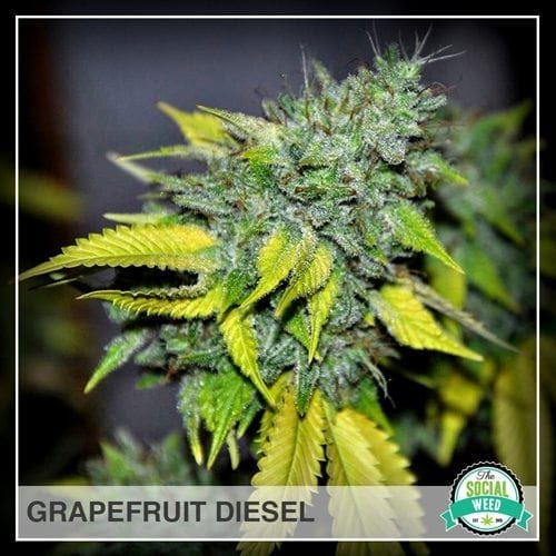 Grapefruit Diesel The Social Weed