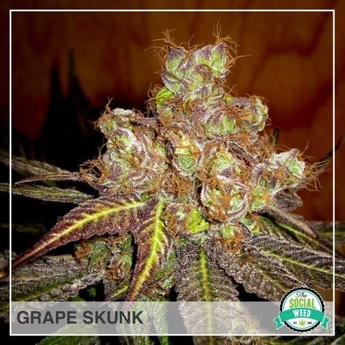 Grape Skunk