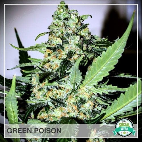 Green Poison