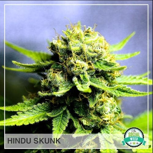 Hindu Skunk