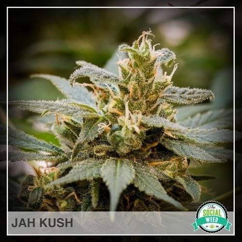 Jah Kush