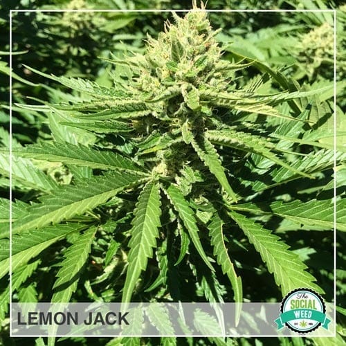 Lemon Jack