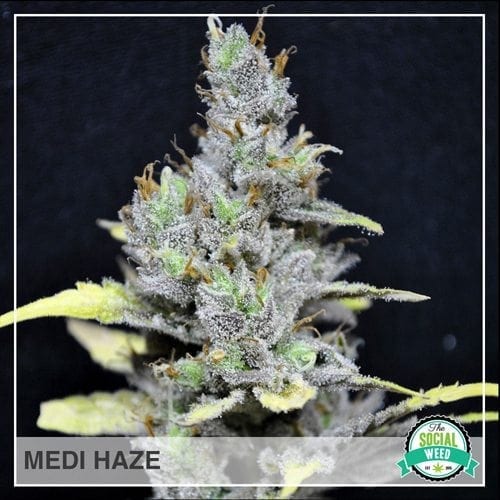 MediHaze