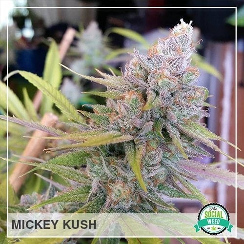 Mickey Kush