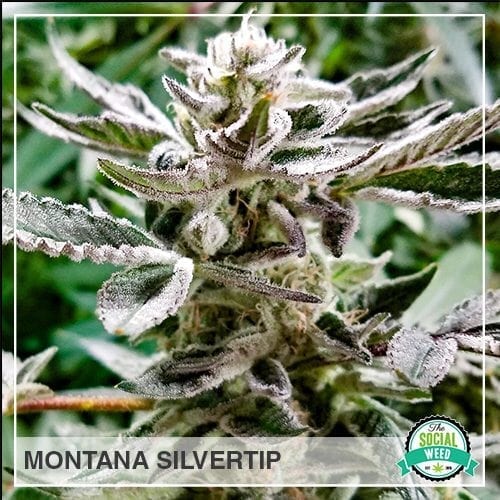 Montana Silvertip