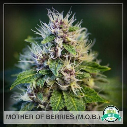 Mother of Berries