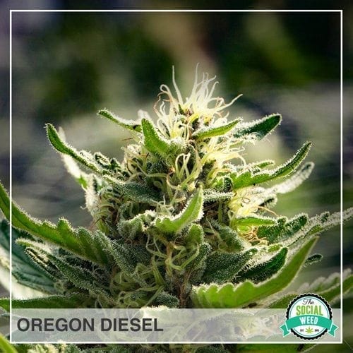 Oregon Diesel