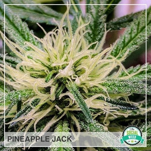 Pineapple Jack The Social Weed