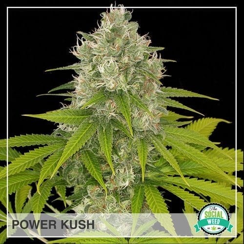 Power Kush