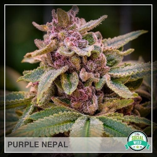 Purple Nepal