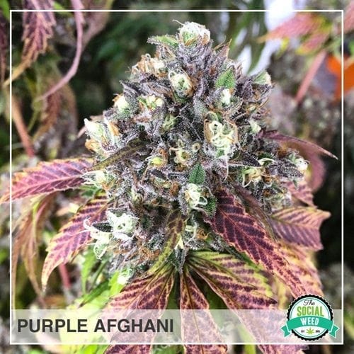 Purple Afghani