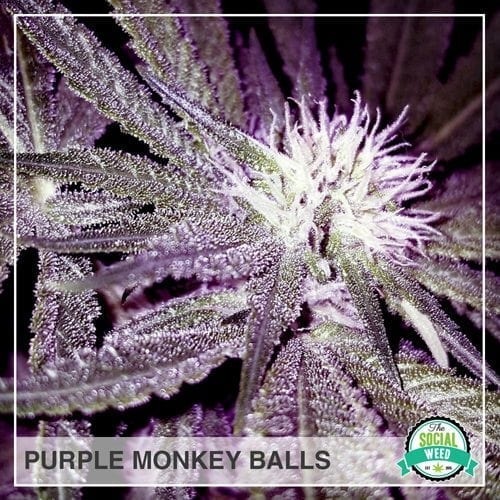 Purple Monkey Balls