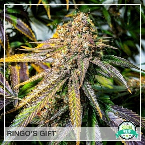 Ringos gift