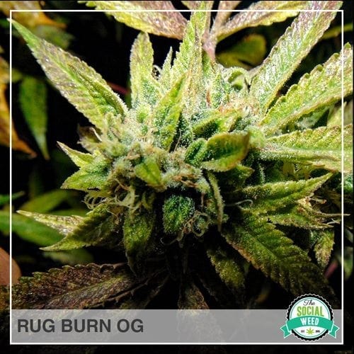 Rug Burn OG