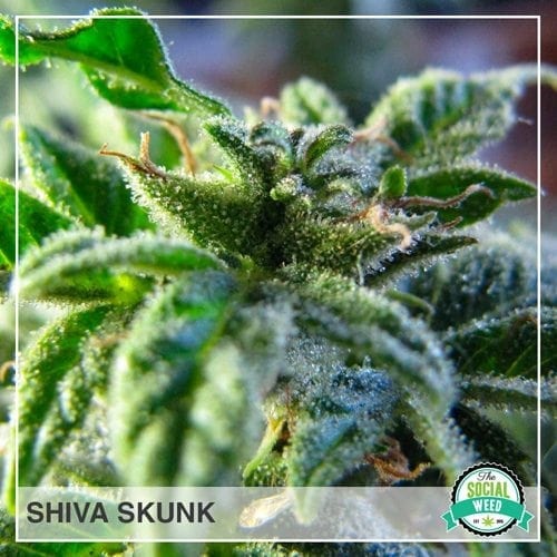 Shiva Skunk