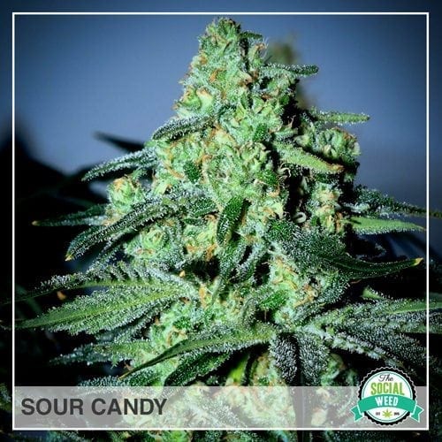 Sour Candy The Social Weed