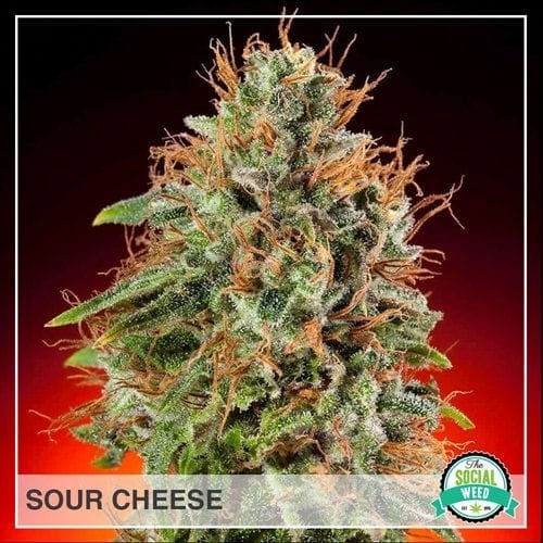 Sour Cheese