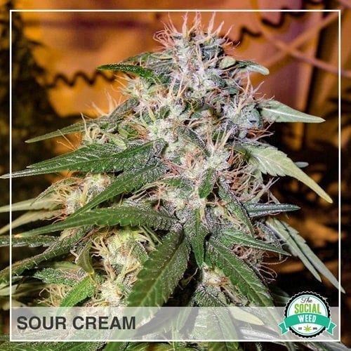 Sour Cream The Social Weed