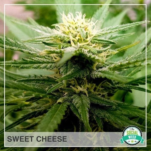 Sweet Cheese