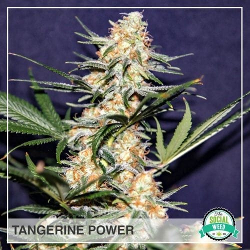 Tangerine Power The Social Weed