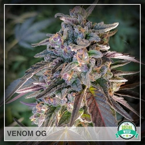 Venom OG The Social Weed