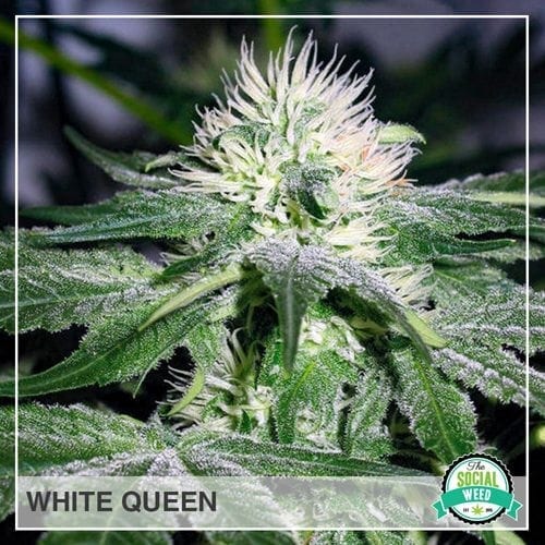 White Queen