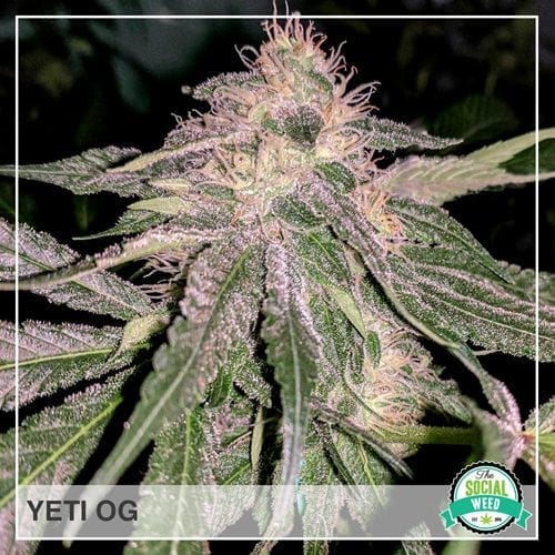 Yeti OG The Social Weed